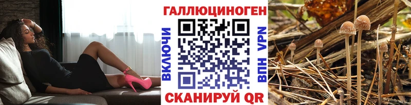 Псилоцибиновые грибы Psilocybe  mega   Курильск 